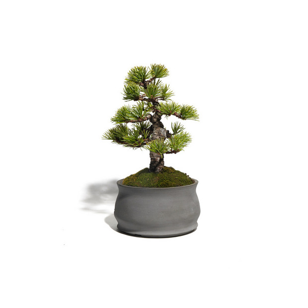 五葉松　-Japanese white pine-　（推定樹齢30年） 詳細画像